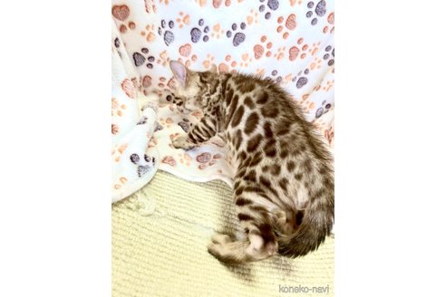 販売中の静岡県のベンガル-112804の6枚目