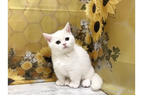 販売中の神奈川県のマンチカン(短足)-114215の1枚目