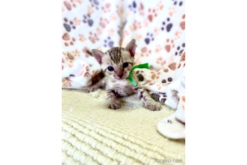 販売中の静岡県のベンガル-118731の122枚目