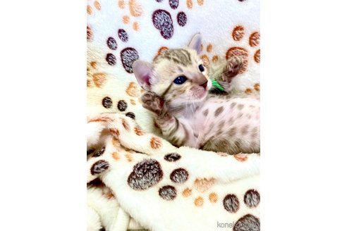 販売中の静岡県のベンガル-118731の119枚目