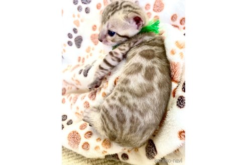 販売中の静岡県のベンガル-118731の115枚目