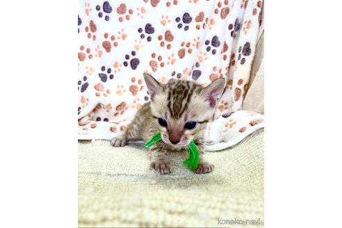 販売中の静岡県のベンガル-118731の116枚目
