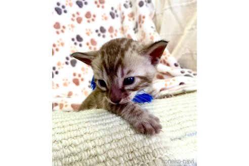 商談中の静岡県のベンガル-118732の4枚目