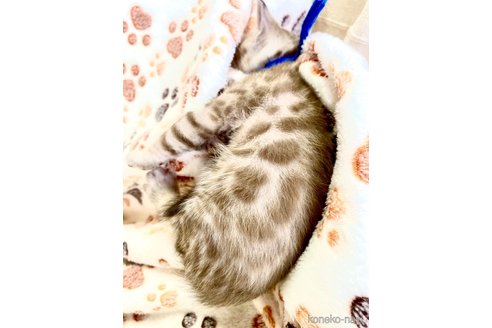 商談中の静岡県のベンガル-118732の2枚目