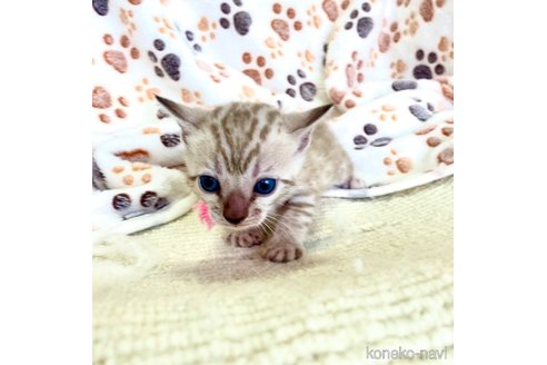 販売中の静岡県のベンガル-117510の71枚目