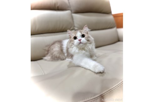 販売中の三重県のブリティッシュショートヘア-104475