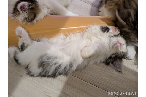 販売中の埼玉県のノルウェージャンフォレストキャット-118529の4枚目