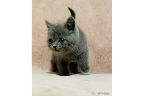 販売中の愛知県のブリティッシュショートヘア-117262の8枚目