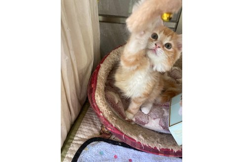 販売中の神奈川県のマンチカン-119401の2枚目