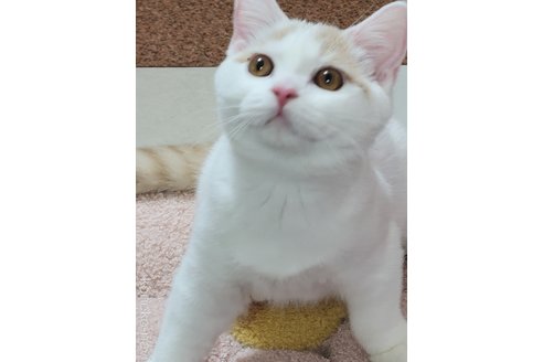 商談中の愛知県のブリティッシュショートヘア-111766の2枚目