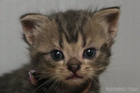 販売中の埼玉県のアメリカンショートヘア-119404の4枚目