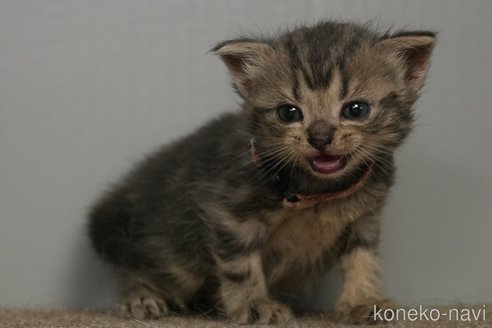 販売中の埼玉県のアメリカンショートヘア-119404の3枚目