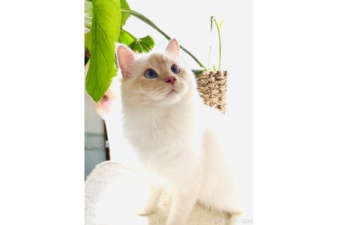 販売中の大阪府のラグドール-94757の2枚目