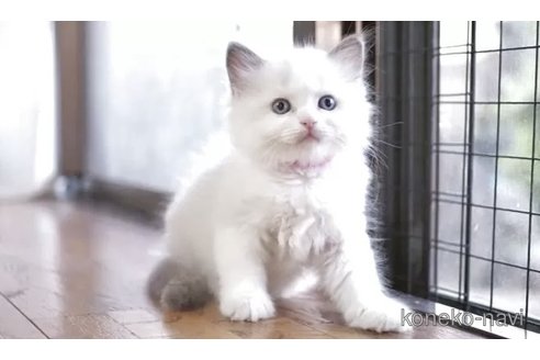 販売中の岐阜県のラグドール-119406の5枚目