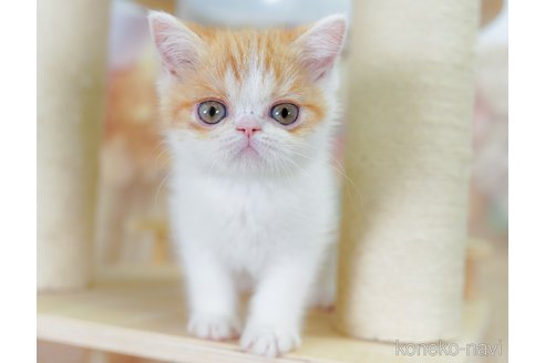 販売中の千葉県のエキゾチックショートヘア-119410の11枚目