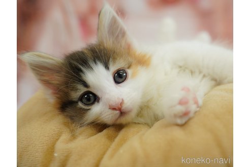販売中の千葉県のノルウェージャンフォレストキャット-119415の7枚目