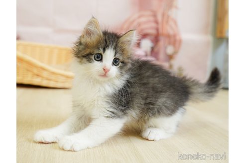 販売中の千葉県のノルウェージャンフォレストキャット-119419の4枚目