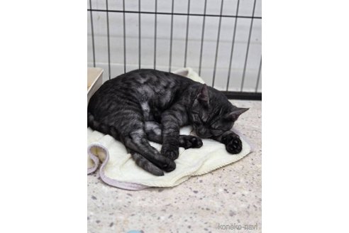 成約済の東京都のオシキャット-110392の3枚目
