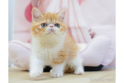 販売中の千葉県のエキゾチックショートヘア-119420の7枚目