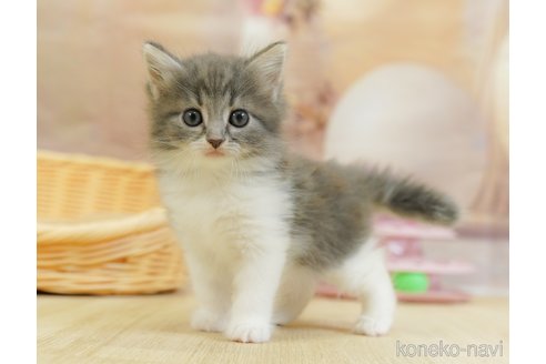 販売中の千葉県のノルウェージャンフォレストキャット-119425の9枚目