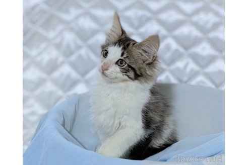 販売中の愛知県のノルウェージャンフォレストキャット-113708の5枚目