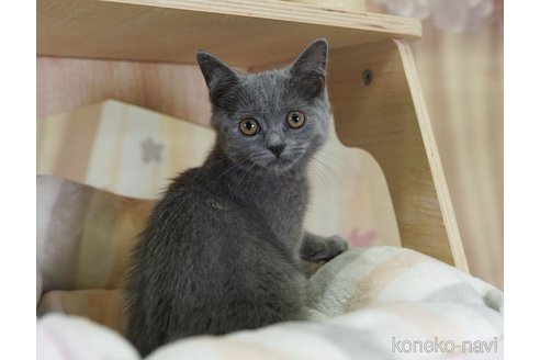 販売中の千葉県のマンチカン-119431の6枚目
