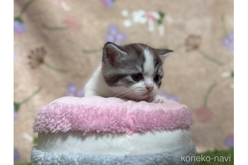 販売中の東京都のスコティッシュフォールド-117176の1枚目