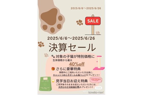 販売中の大阪府のアメリカンショートヘア-119432の2枚目
