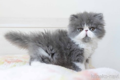 成約済の東京都のエキゾチックロングヘア-117236の5枚目