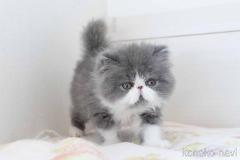 成約済の東京都のエキゾチックロングヘア-117236の3枚目
