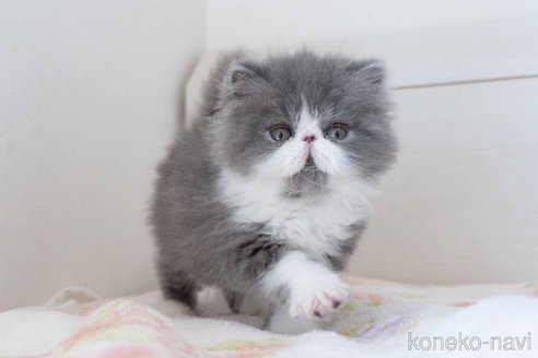 成約済の東京都のエキゾチックロングヘア-117236の2枚目