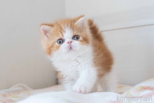 成約済の東京都のエキゾチックショートヘア-118222の3枚目