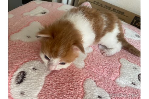 販売中の京都府のメインクーン-119449の7枚目