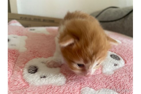 販売中の京都府のメインクーン-119449の6枚目