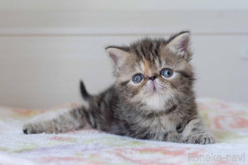 エキゾチックショートヘア♡子猫ちゃん♡エリちゃん御予約