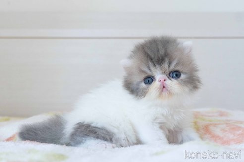 販売中の東京都のエキゾチックロングヘア-119444の3枚目