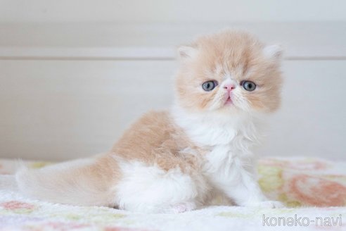 販売中の東京都のエキゾチックロングヘア-119446の2枚目