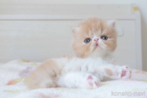 販売中の東京都のエキゾチックロングヘア-119446の4枚目