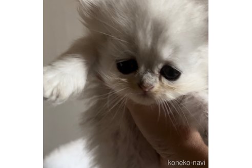販売中の栃木県のペルシャ(チンチラ)-119453の4枚目
