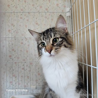 販売中の兵庫県のノルウェージャンフォレストキャット-95374の1枚目