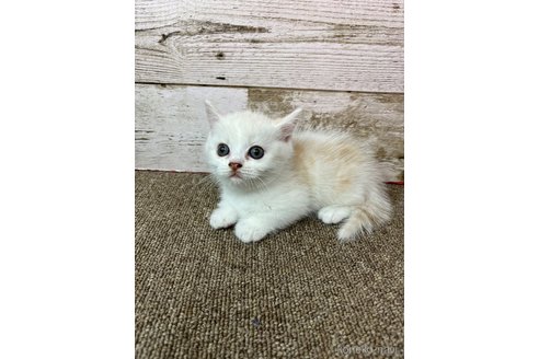 販売中の兵庫県のマンチカン(短足)-119462の8枚目