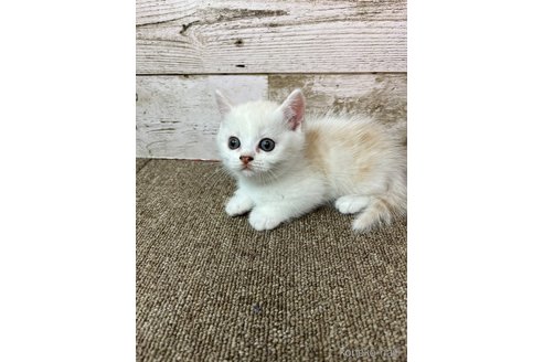 販売中の兵庫県のマンチカン(短足)-119462の4枚目