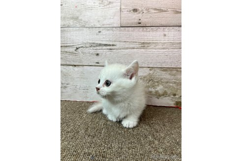 販売中の兵庫県のマンチカン(短足)-119462の5枚目
