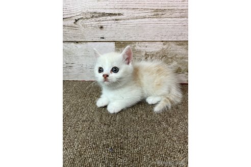 販売中の兵庫県のマンチカン(短足)-119462の1枚目