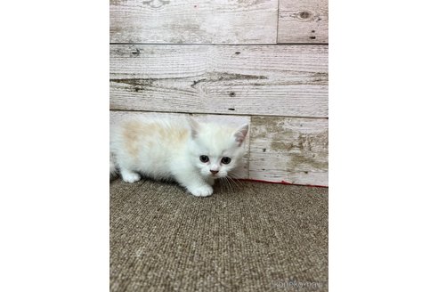 販売中の兵庫県のマンチカン(短足)-119462の2枚目