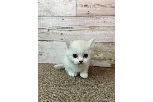 販売中の兵庫県のマンチカン(短足)-119462の3枚目