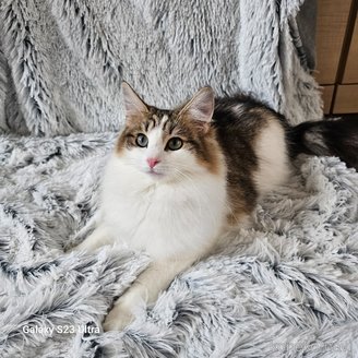 販売中の兵庫県のノルウェージャンフォレストキャット-100150の3枚目