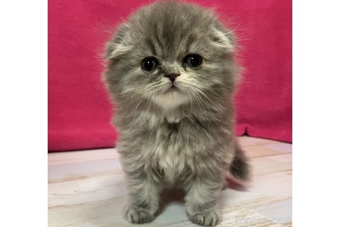 販売中の三重県のスコティッシュフォールド(折れ耳)-118799