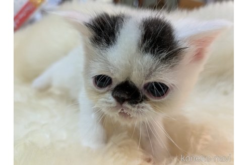販売中の大阪府のミヌエット-119475の4枚目