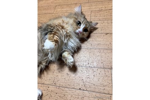 販売中の大阪府のミヌエット-119482の8枚目